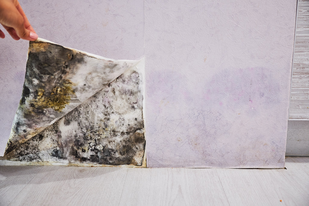 Mould in the home found underneath the wallpaper can have an adverse impact on air quality in the home.