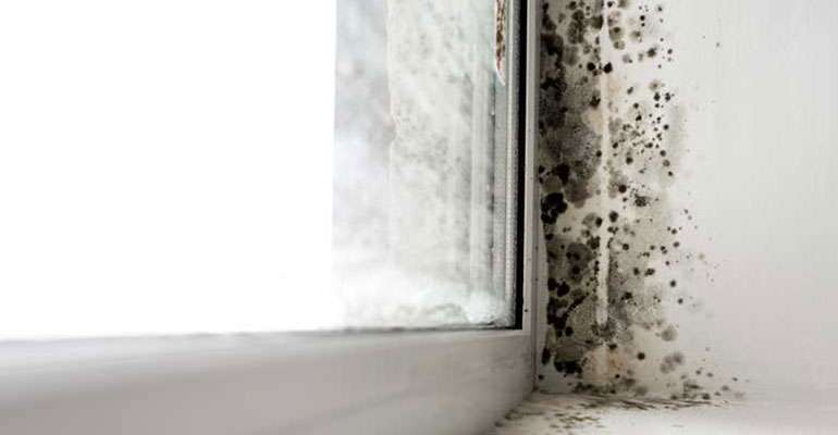 Image showing mould growing on timber window frames where the room is generally damp and there is poor ventilation.