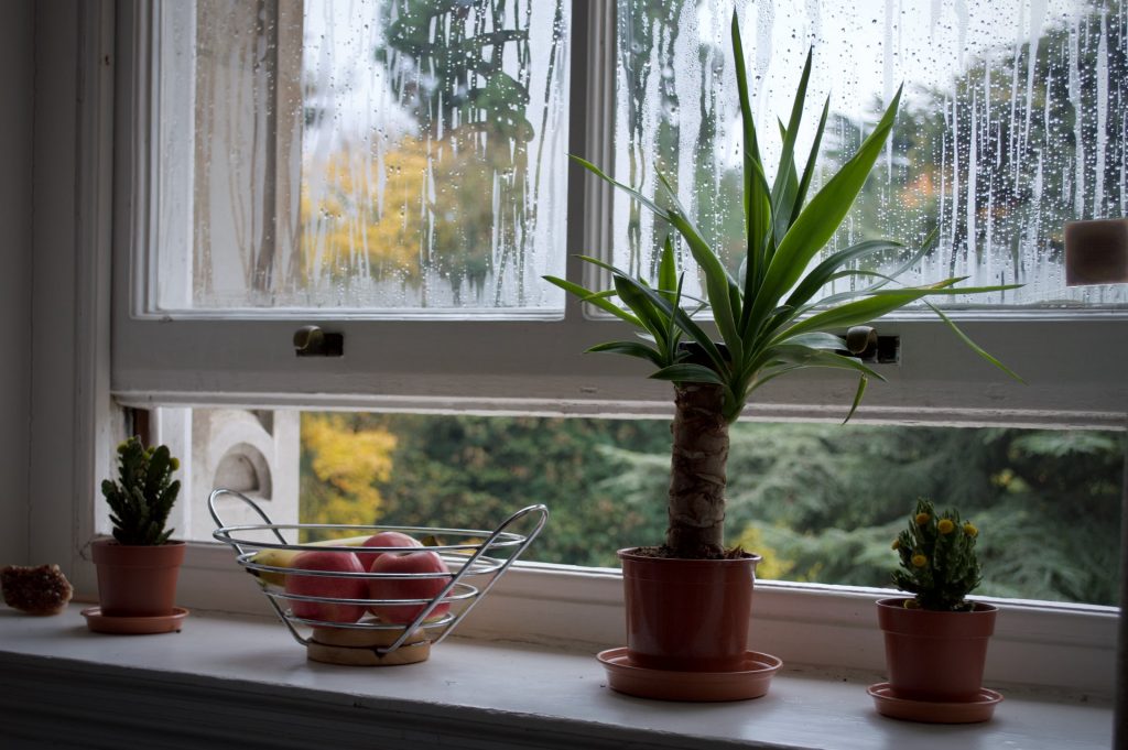 Residential window with window condensation, crying windows, with fruit and plants